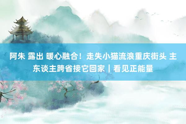 阿朱 露出 暖心融合！走失小猫流浪重庆街头 主东谈主跨省接它回家｜看见正能量